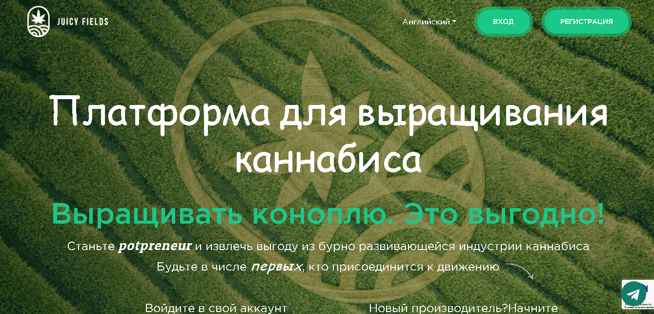 Инвестиции в канабис от мошенников 